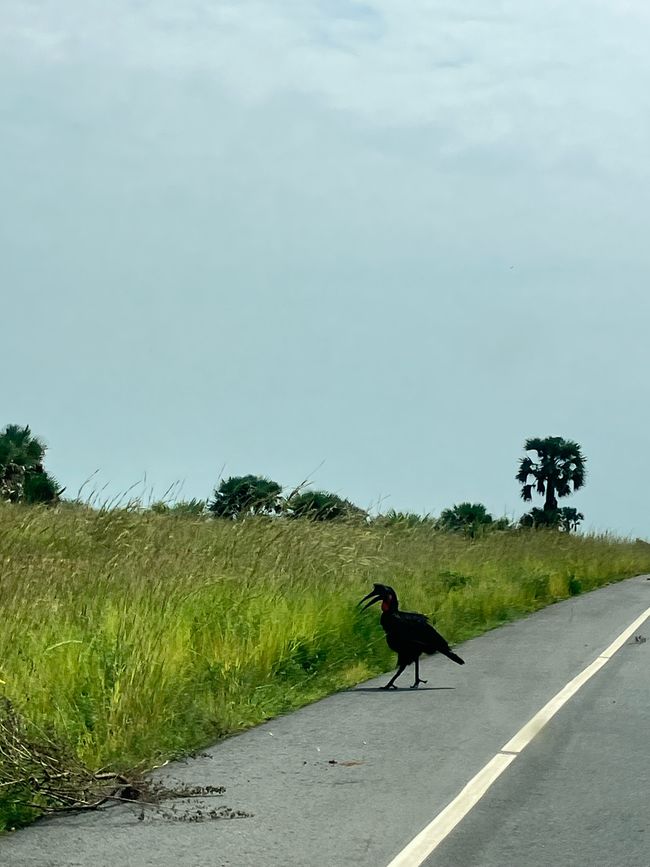 Nationalpark Murchison Falls