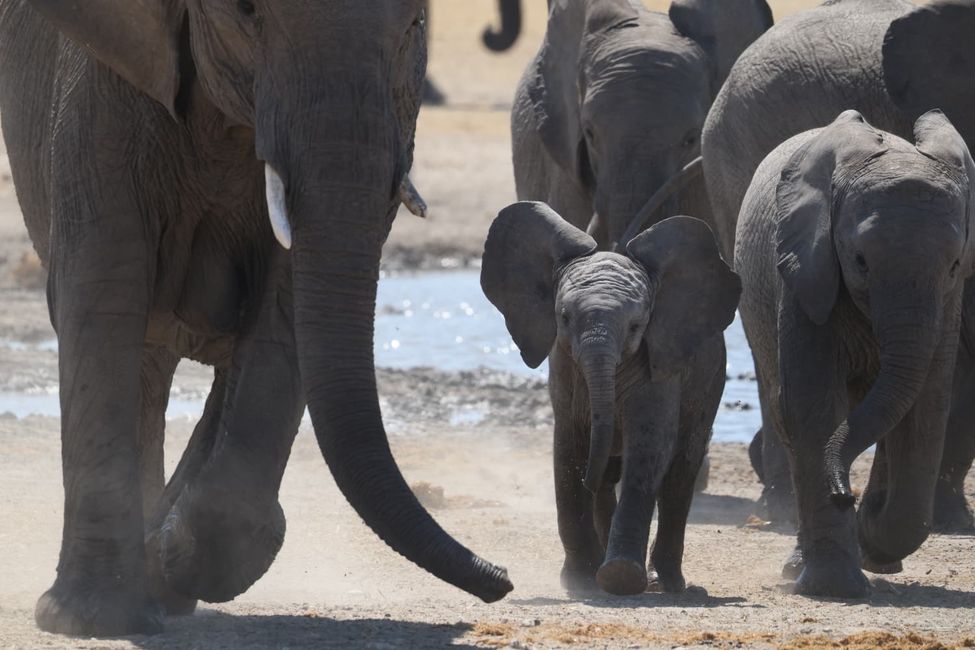 Game Drive