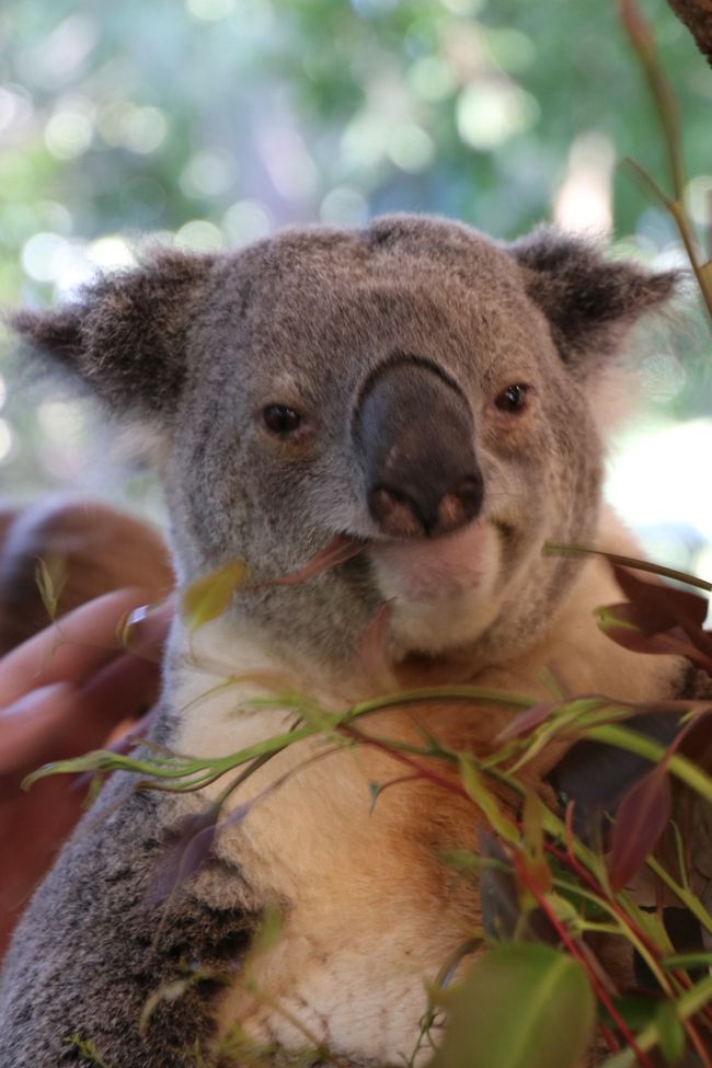 Tag 4: Brisbane - Lone Pine Koala Sanctuary