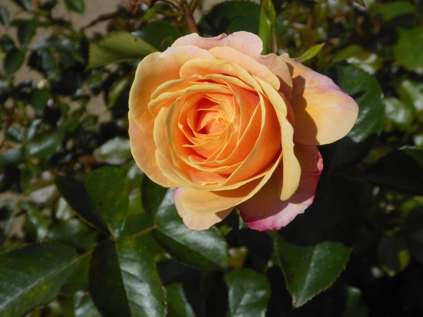 Im Rosengarten von Dunedin