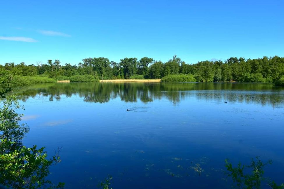 * * * Zwischen Himmel und Wasser * * *

Ein Spaziergang durch das Weingartener Moor