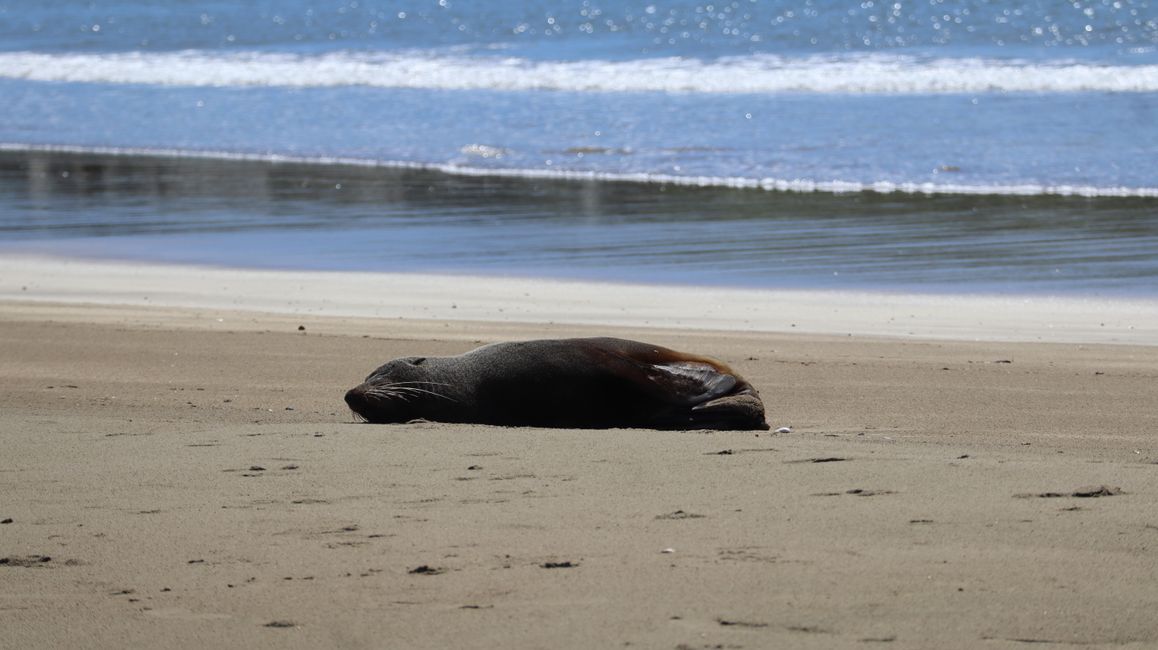 Seebär am Castlepoint Lighthouse