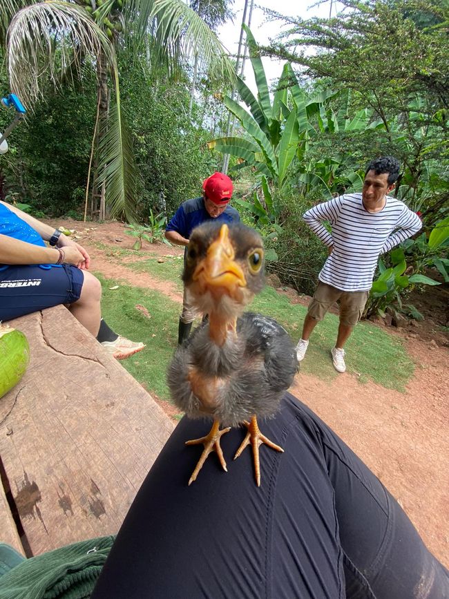 Leuchtende Käfer, grüne Orangen und andere Besonderheiten: Meine letzten Tage in der peruanischen Selva