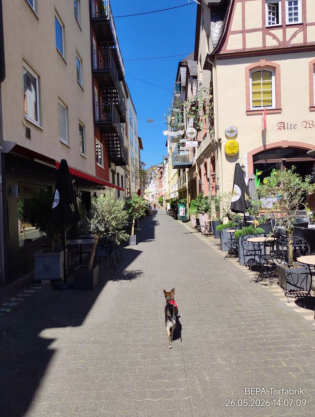 Ein , Arbeitstag ' für Herrchen an der Mosel 
