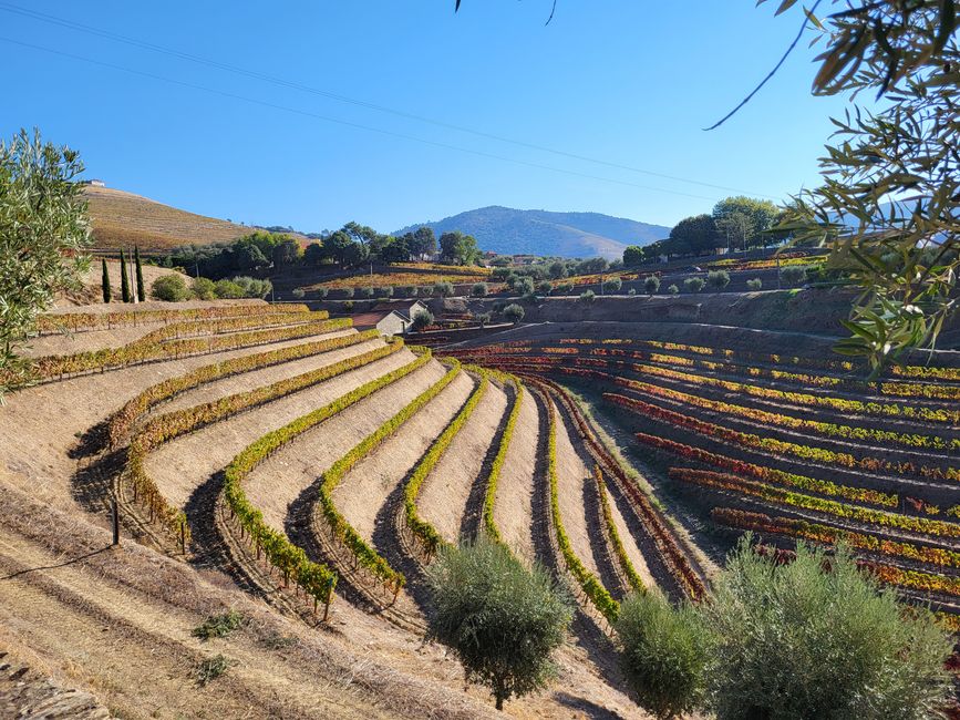Vigneti