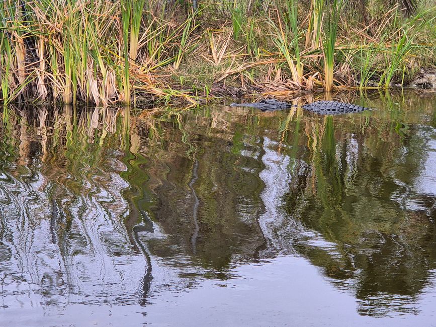 Tag 13: Everglades mit dem Airboat und dem Sunflower Boat