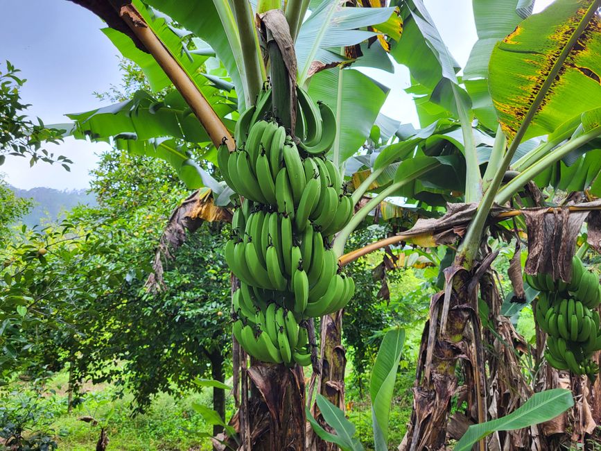Bananas