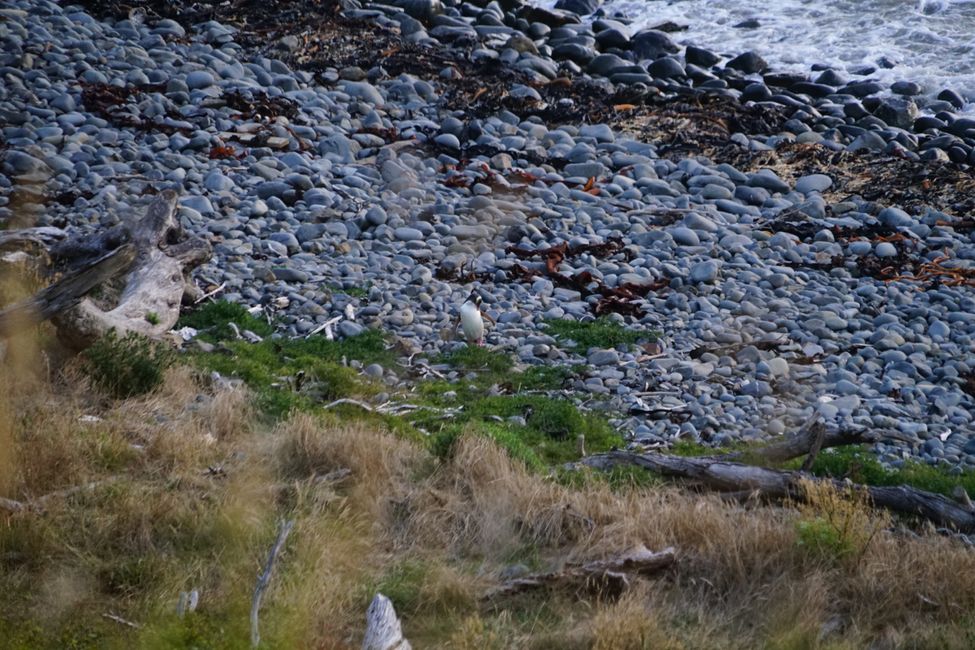 Clifden - Monkey Island - Riverton - Invercargill - Nugget Point