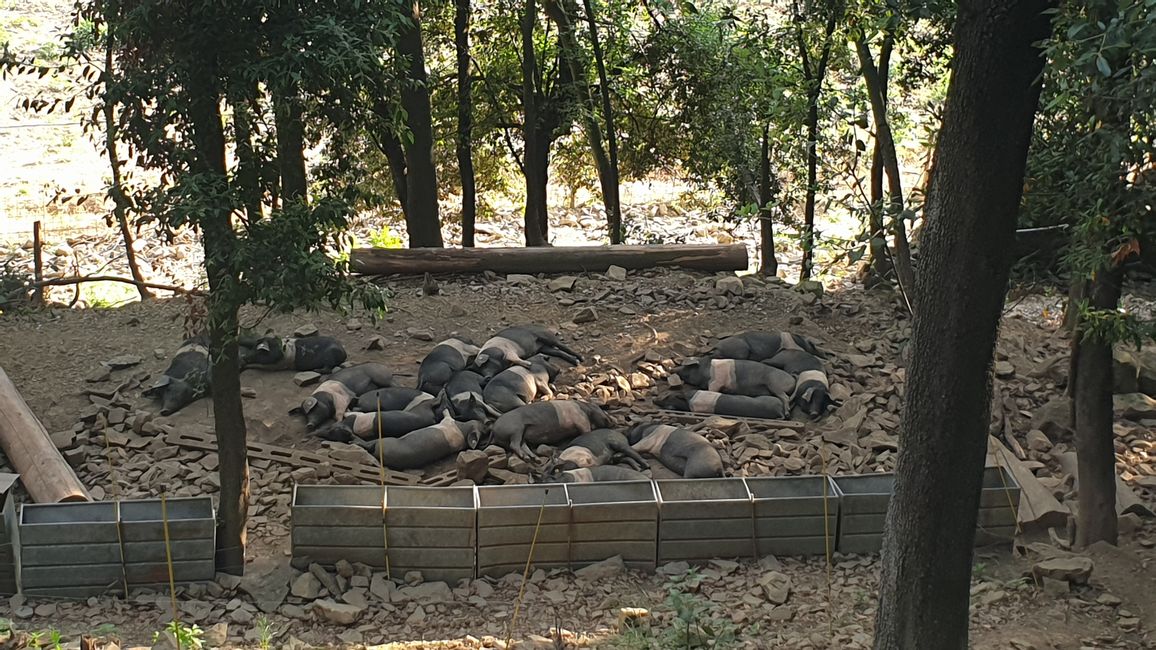 Dozing Angler Saddleback Pigs