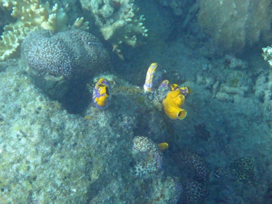 Misool, Westneuguinea, Indonesien, Insel-Ausflug