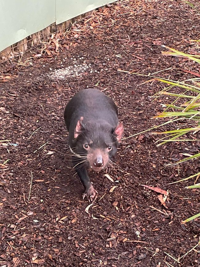 diavolo della Tasmania
