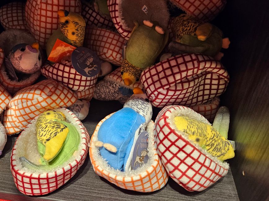 Wellensittiche im Nest