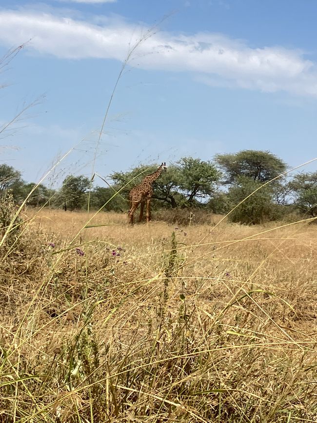 En la Serengeti - Día 2