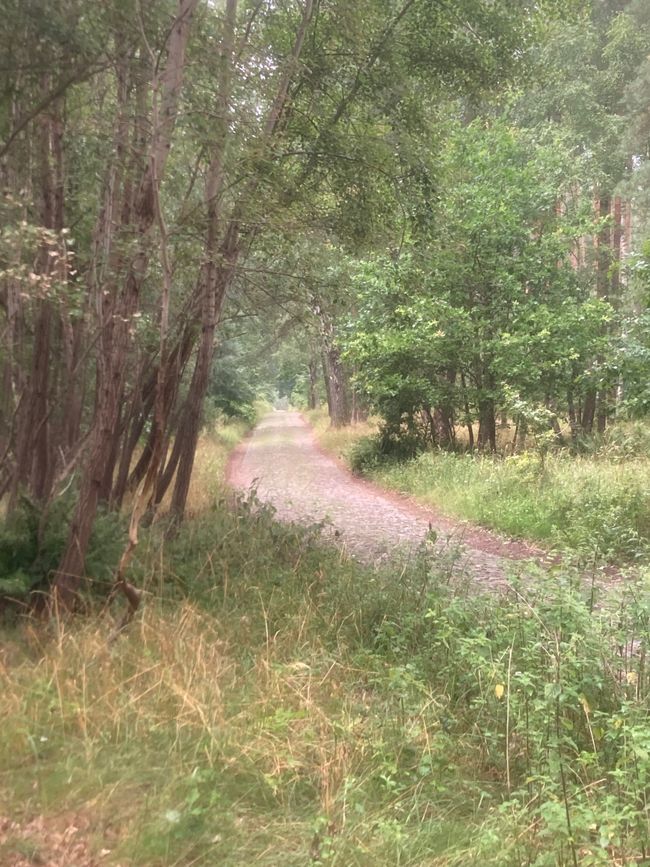 Landregen und Fallada begleiten mich durch die Feldberger Seenlandschaft