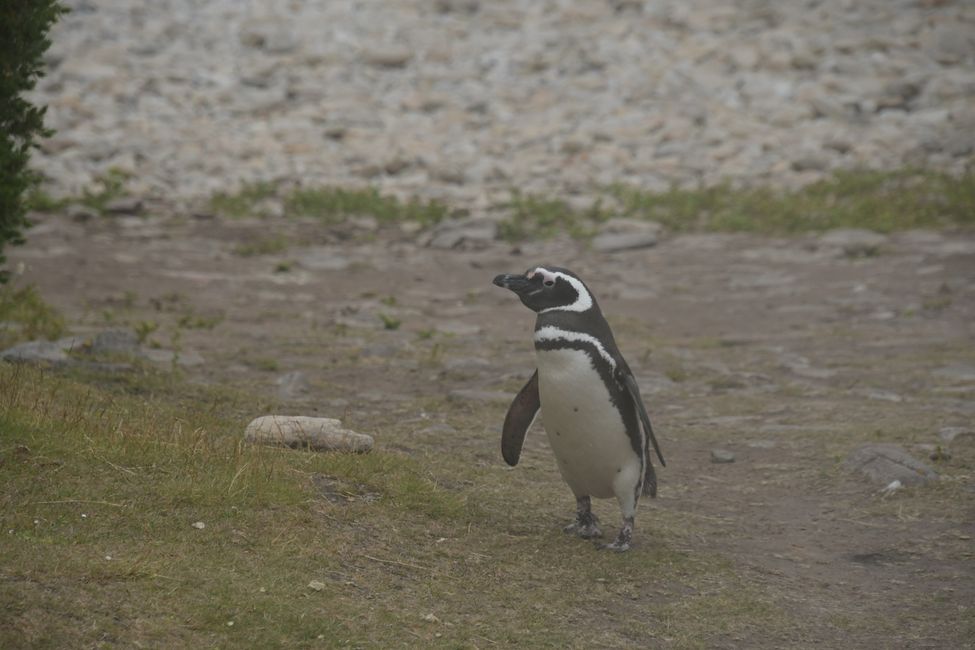 Magellan-Pinguin / Magellan penguin