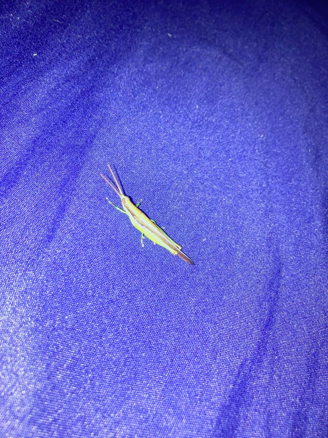 Una sorta di cavalletta nel letto