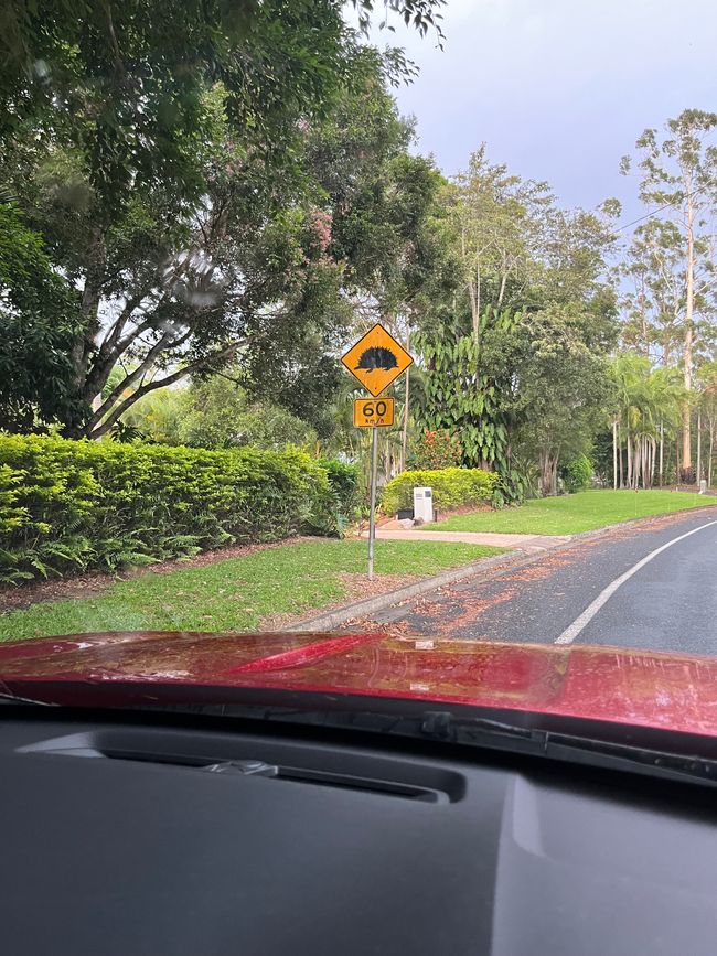 Unglaublich - das dritte Tier 🦘🐻