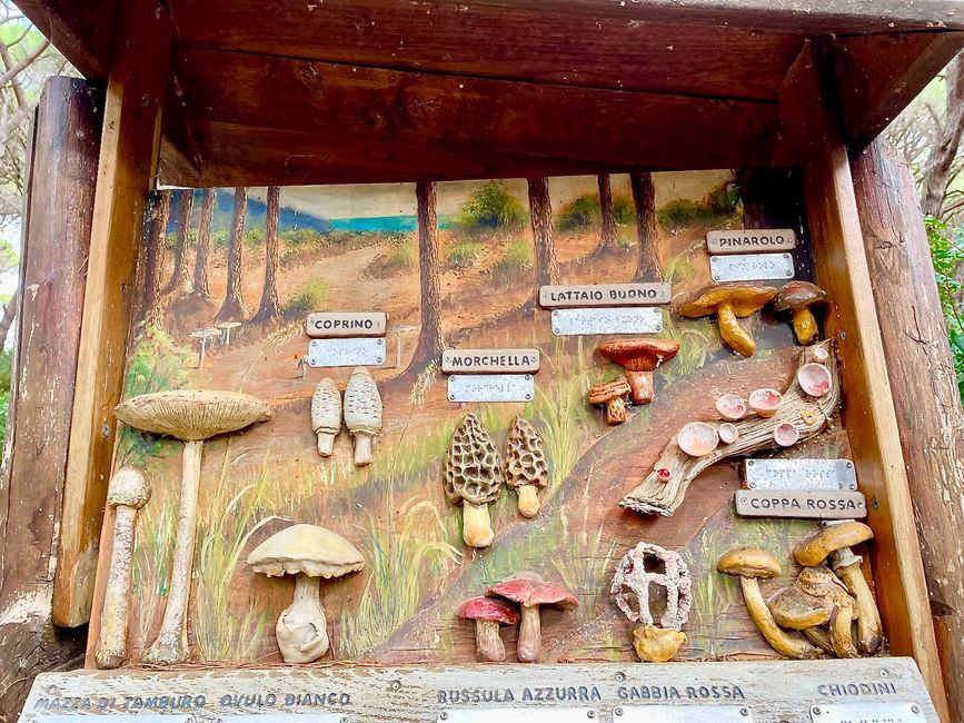 Im Naturpark sind viele liebevolle Details zu finden, wie diese Schautafel mit Keramikpilzen.