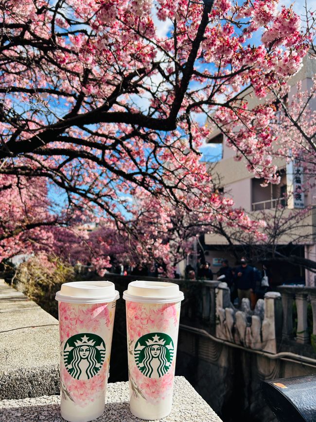 Kirschblüten in Japan - Tag 12-13 