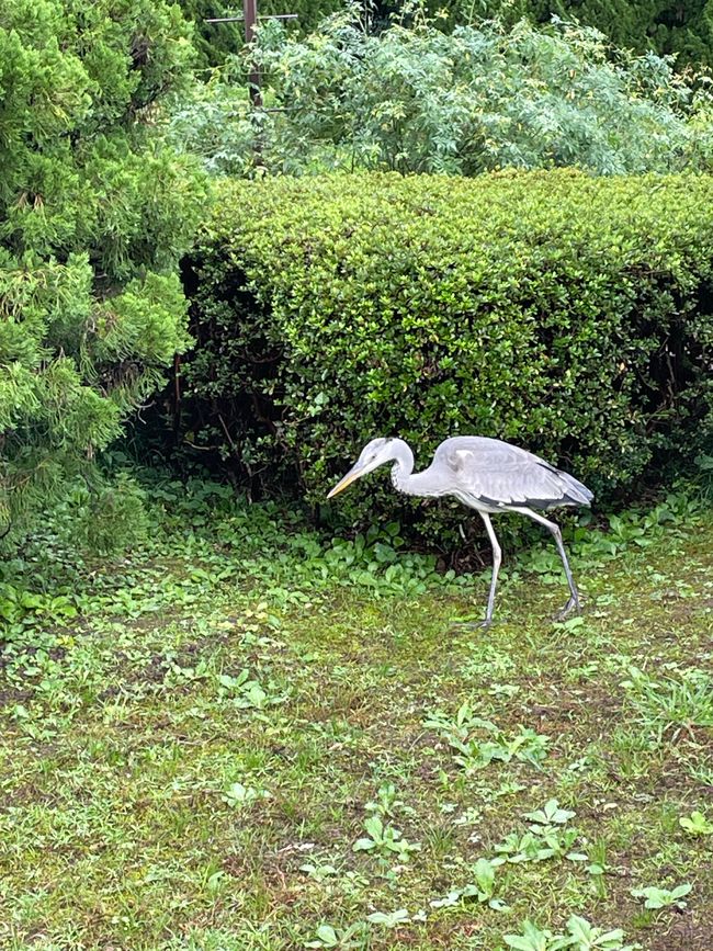 Kyoto Botanical Garden
