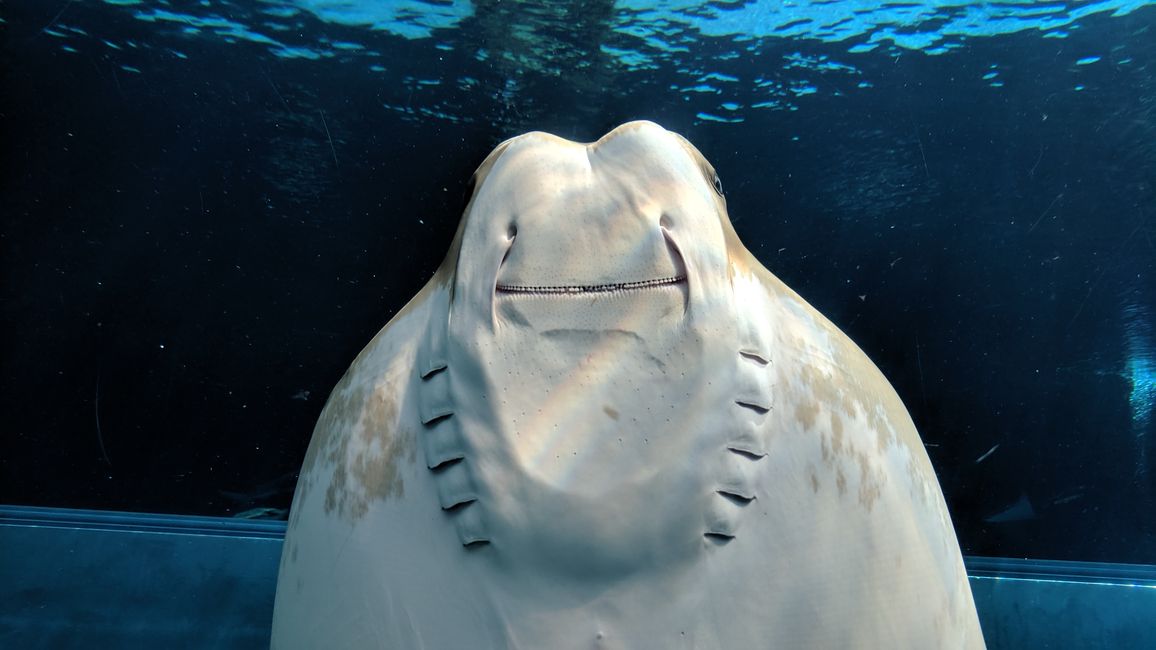 Aquarium