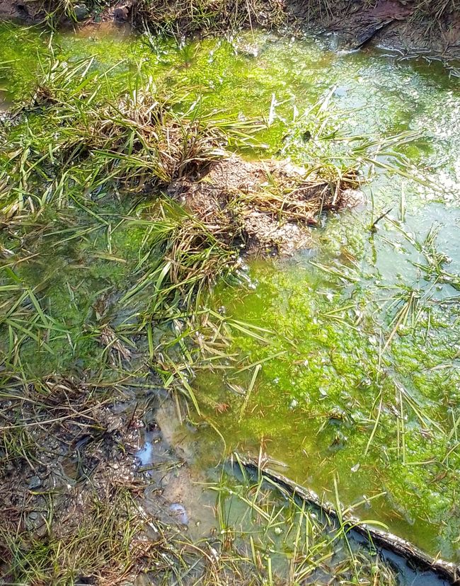 Fisch bleibt Fisch - oder wie wir halfen, die wahre Quelle wiederzufinden 
