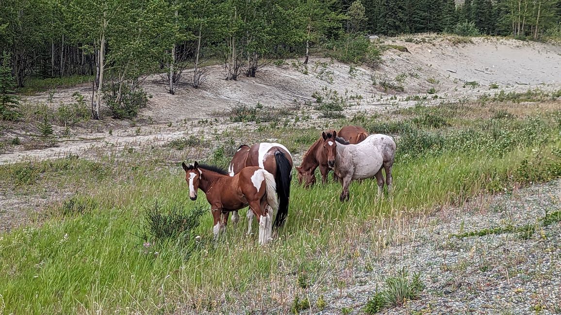 Tag 28: Kathleen Lake - Whitehorse: And Zack - there's the flat tire!