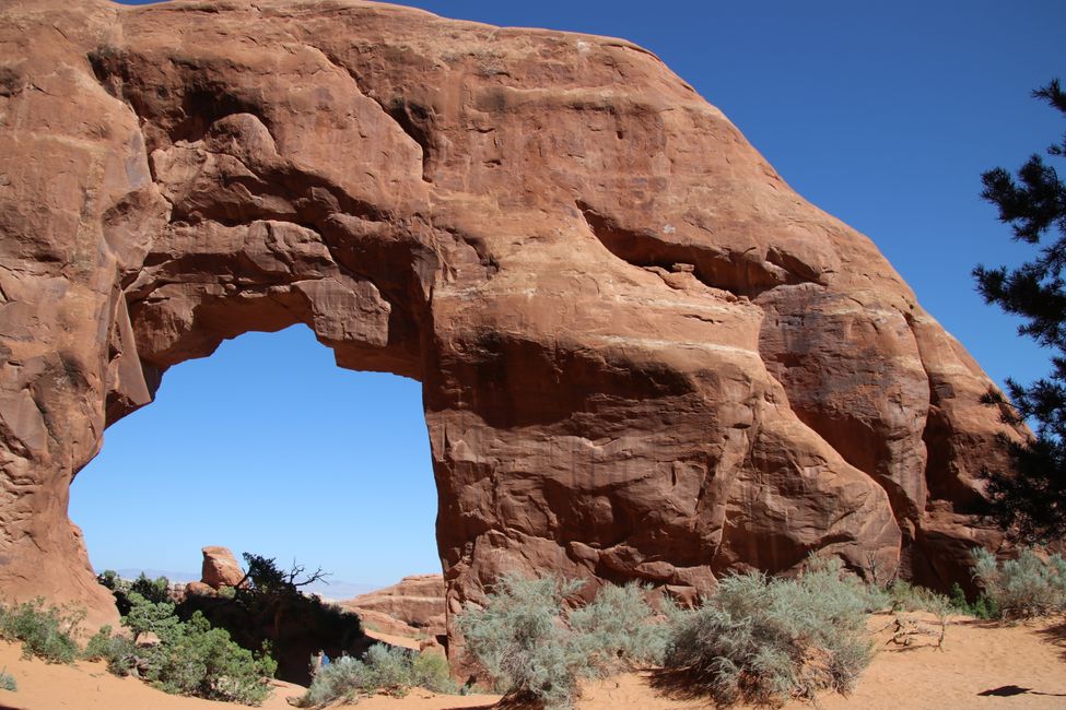 Pine Tree Arch