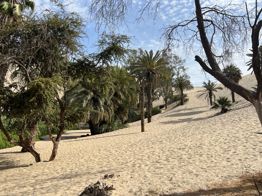 Fioritura nel deserto