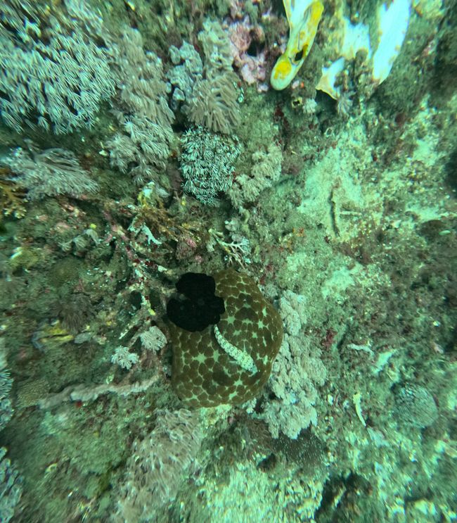 Tag 20: Il mondo sottomarino di Bali