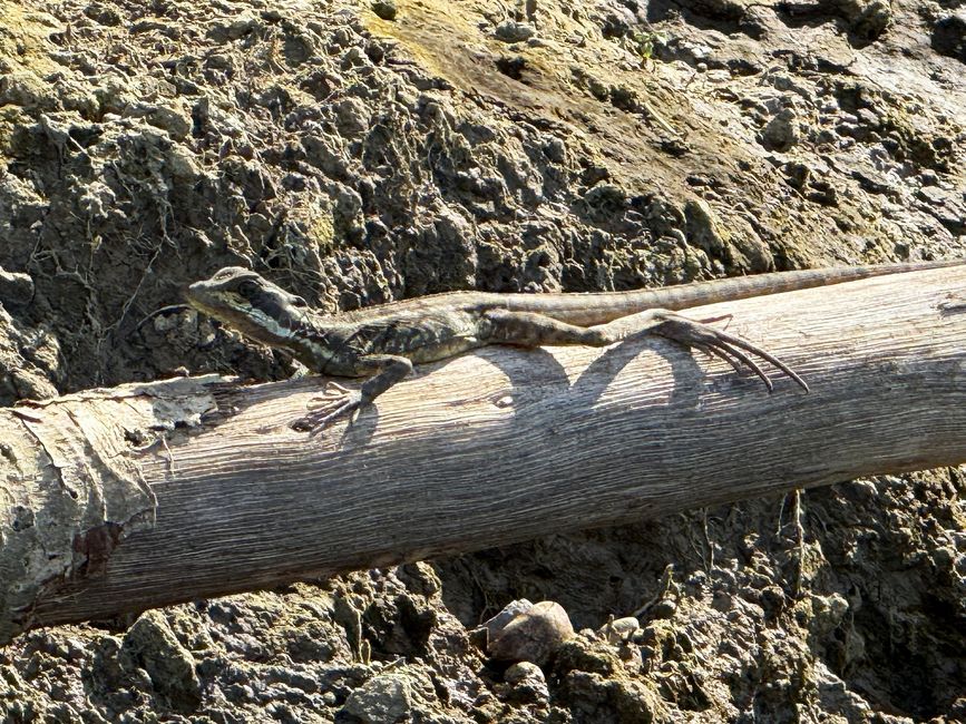 Garzas & cocodrilos