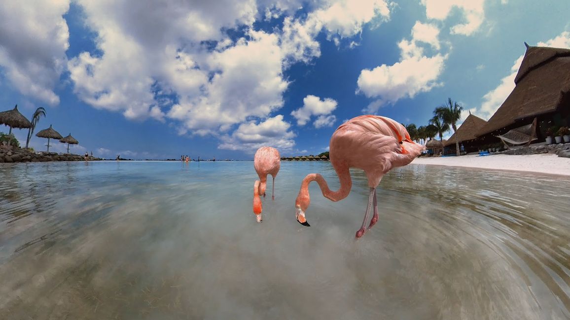 Flamingo Insel