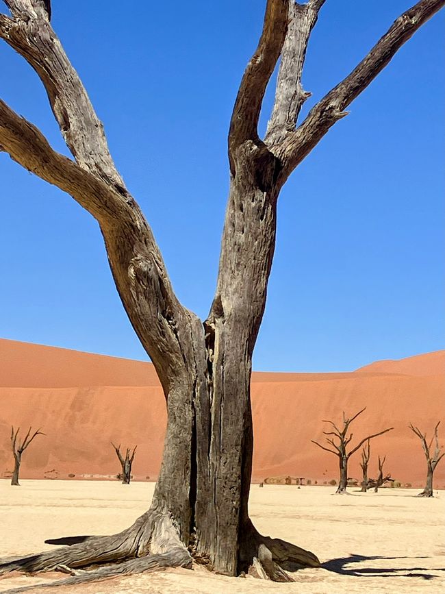 Il deserto namibiano - un mare di sabbia