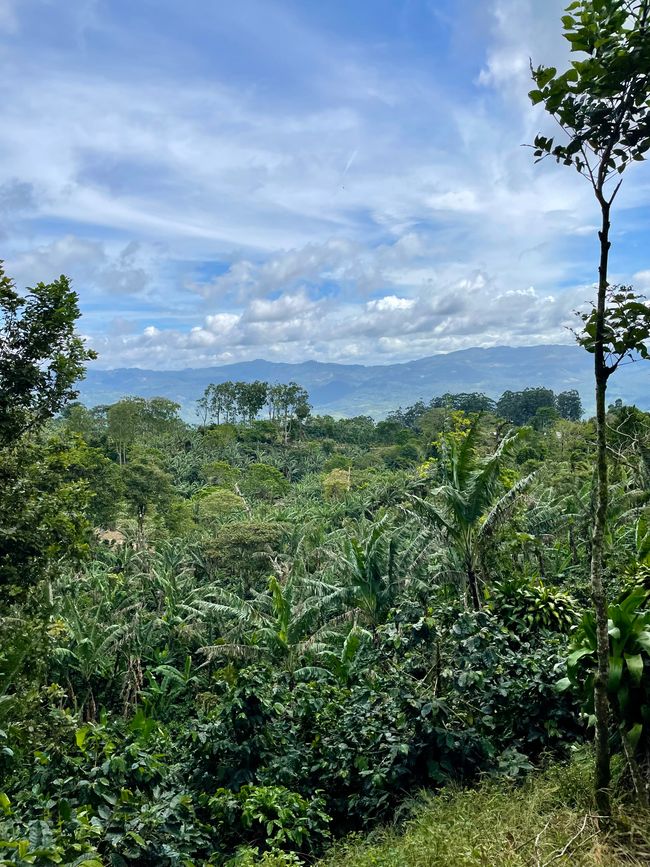 La plantation de café Finca Idealista