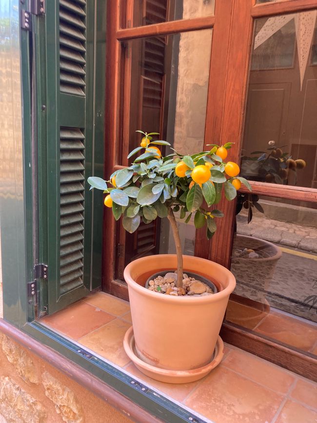 In Soller …finde ich den Mann für‘s Leben