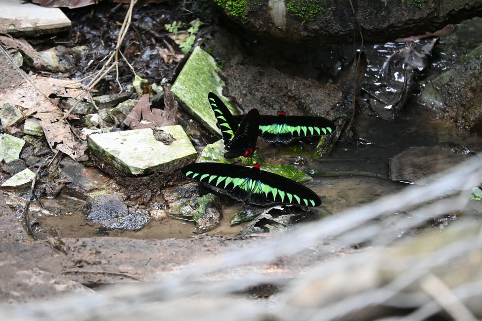 Parc National de Mulu