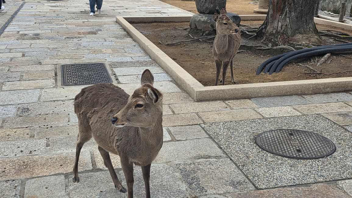 Osaka 'kuidaore' ➡️ mangiare fino a cadere