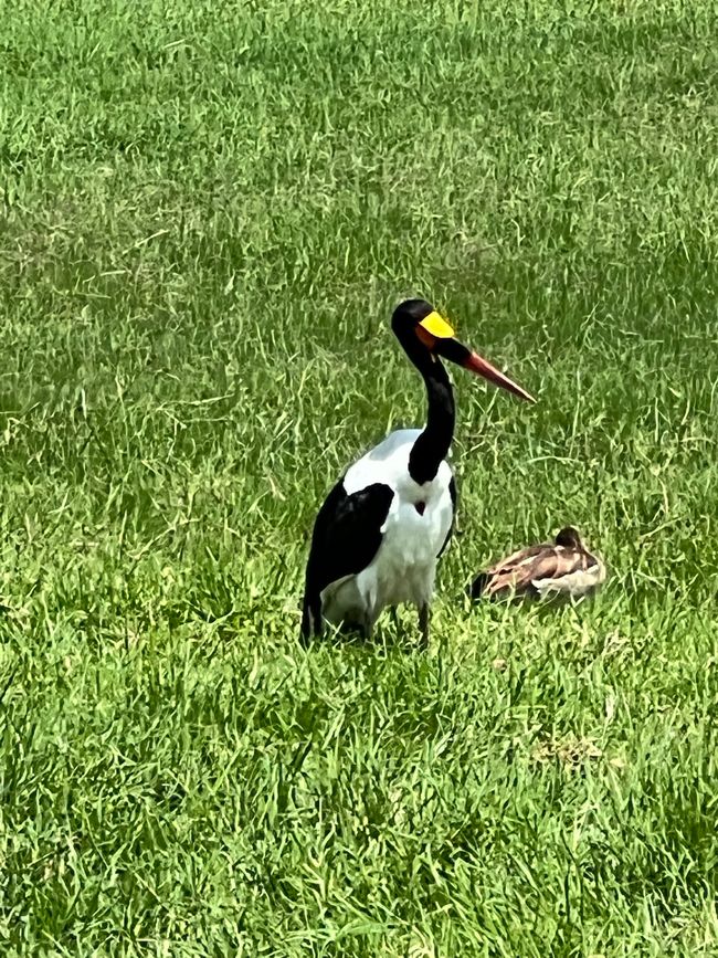 Flamingo tented camp at Lake Nakuru