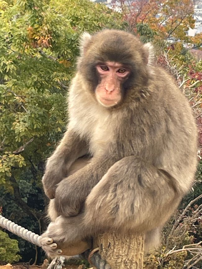 23.Kapitel: Arashiyama oder ein Tag von vorne bis hinten gelungen