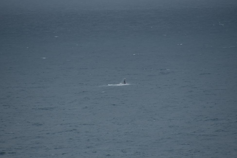 Kalbarri NP - Buckelwal (Schwanz-Schlagen) / Humpback whale (tail slapping)