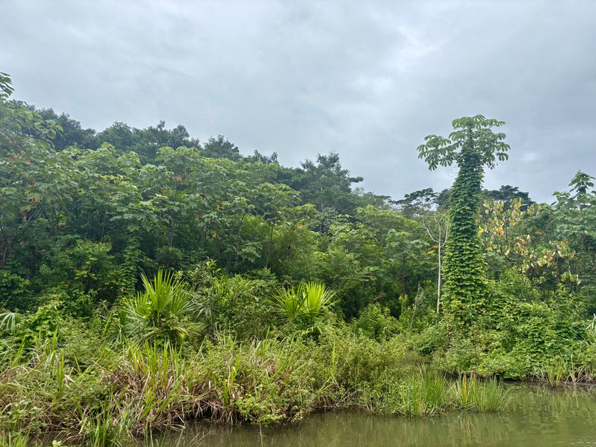 Parque National de Manu