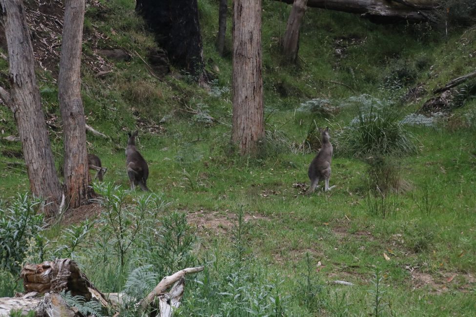 Kängurus sulla Great Ocean Road
