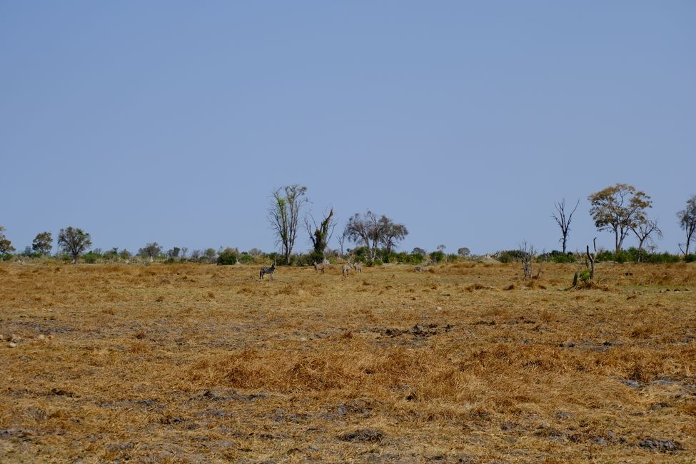 Delta del Okavango 🇧🇼