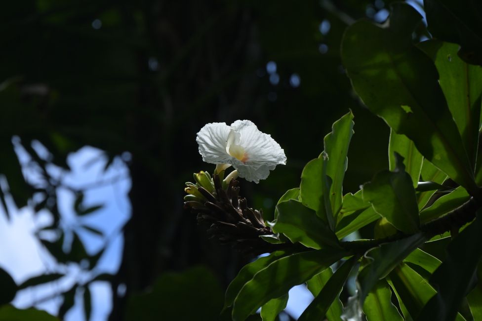 Honolulu - Tantalus Drive