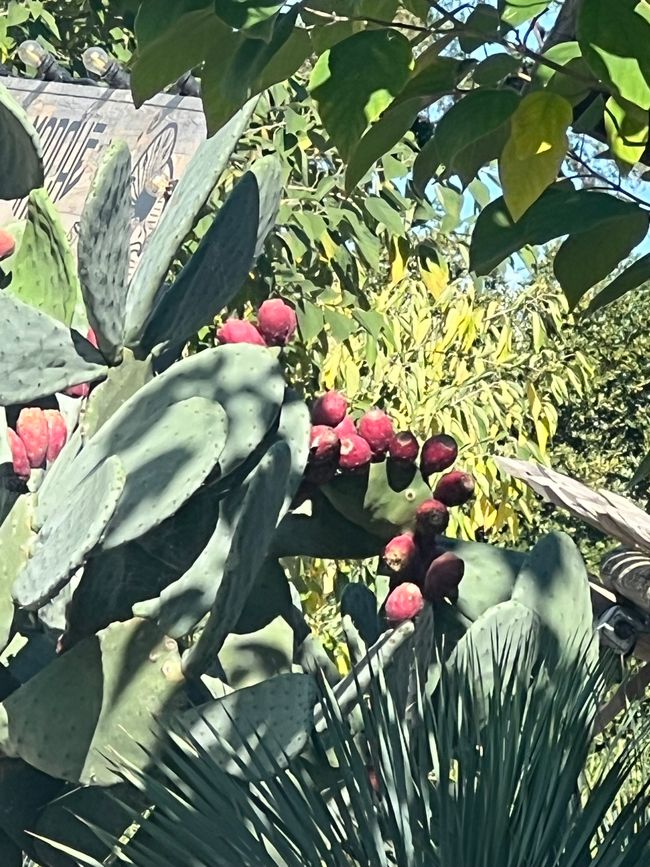 Kaktusblüten