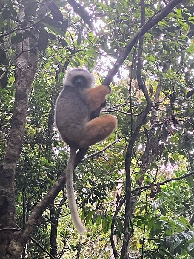 Maravilla de la naturaleza - Parque Nacional Andasibe