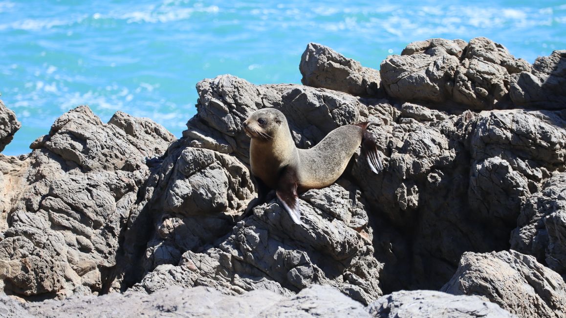 Seebär am Cape Palliser