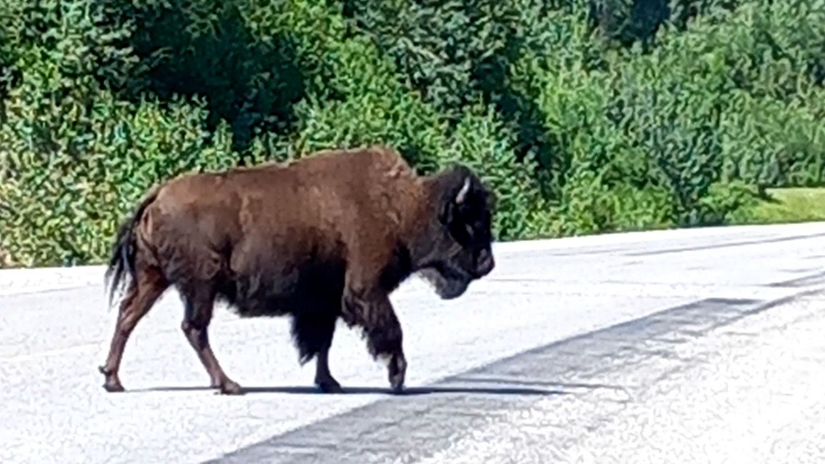 Bison auf Alaska Highway