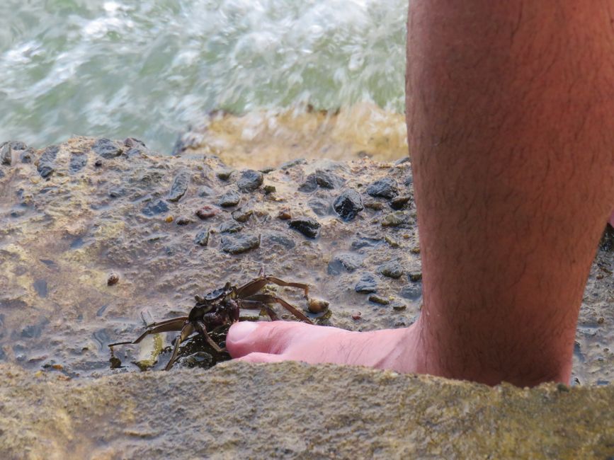 Matara - Mauvais temps, pas de baleines, mais des Salties (crocodiles d'eau salée)