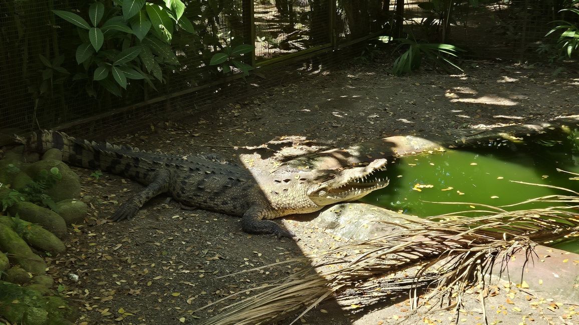 Südamerik. Spitzkrokodil